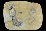 Beautiful Crinoid Plate ( species) - Crawfordsville #94338-1